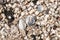 Discarded aluminum can among sea shells on the seashore. Flatley. Environmental pollution concept.