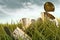 Discarded aluminum cans in tall grass