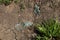 A discarded broken glass jar on the ground amid sprouting grass