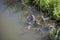 A discarded childrens bicycle in the water