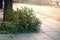 Discarded christmas tree after the Holiday on the sidewalk.