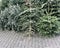 Discarded christmas trees piled on pavement for trash collection
