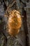 Discarded cicada shell left empty on tree bark, in Pennsylvania, PA, USA