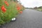 Discarded coffee cup lying at path side amongst poppy flowers as