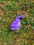 Discarded deflated purple balloon