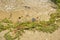 Discarded garbage and algae sandy beach shore after storm