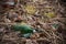 Discarded glass bottles lies in the grass. Glass bottle thrown in the forest.