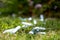 Discarded laughing gas canisters / cream chargers in the grass: metal vials containing nitrous oxide gas, used as a legal high