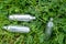 Discarded laughing gas canisters in the grass: metal vials containing nitrous oxide gas, used for whipping cream, but also as a le