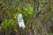 Discarded mask in a tree in nature