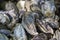 Discarded oyster shells. view of pile oyster shells. Selective focus