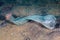 Discarded plastic bottle on the seabed