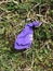 Discarded purple balloon on a grass field