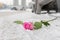 A discarded scarlet rose lies in winter on the white snow on a city street on the road
