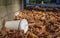 Discarded soda cup with straw lies in fallen leaves at the base of a wall