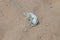 A discarded surgical protective mask on the sand beach. Dirty used medical mask discarded on the beach after be used during the