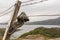 Discarded trekking shoes on barbed wire, Balny Scotland.