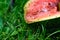 A discarded watermelon lies on the green grass and is covered with fruit flies