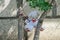 A discarded white teddy bear toy hangs between the trees next to the house