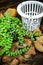 Dischidia houseplants with coconut husk and small hanging basket for repotting