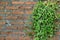 Dischidia nummularia Asclepiadaceae and the brick wall