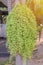 Dischidia ruscifolia or million hearts plant on tree