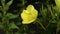 The disclosure of the flower Enotera lat. Oenothera in real time 4K.