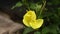 The disclosure of the flower Enotera lat. Oenothera in real time 4K.