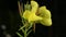 The disclosure of the flower Enotera lat. Oenothera in real time 4K.