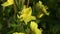 The disclosure of the flower Enotera lat. Oenothera in real time 4K.