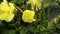 The disclosure of the flower Enotera lat. Oenothera in real time 4K.
