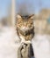 Discouraged young cat going on a fence