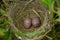 Discover the beautiful nest for birds with two small brown eggs