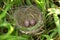 Discover the beautiful nest for birds with two small brown eggs