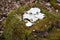 Discover the details into the woods !  -a white tree fungus on a mossy a tree trunk