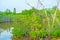 Discover the mangroves of Sri Lanka