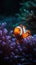 Discover the Serene and Playful Clownfish in a Vibrant Coral Reef and Anemone Environment.