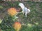 Discover the White Albino Squirrel