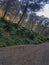 Discovering the beauty of nature traversing a footpath through an original pine tree forest