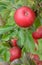 Discovery apples - vertical closeup
