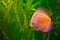 Discus in aquarium