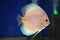 Discus exotic fish