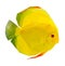 Discus fish