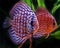 Discus fish