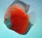 discus fish