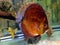 the discus fish in the aquarium tank. pets, amazon, animal, marine.