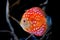 Discus fish in aquarium, tropical fish in aquarium. Symphysodon discus from Amazon river. Blue diamond, snakeskin,