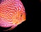 Discus fish in aquarium, tropical fish in aquarium. Symphysodon discus from Amazon river. Blue diamond, snakeskin,