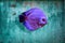 Discus fish in aquarium, tropical fish isolated on blue. Symphysodon discus from Amazon river. Blue diamond, snakeskin, red tur