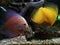 Discus fish in aquascape. Interior decoration. Underwater.